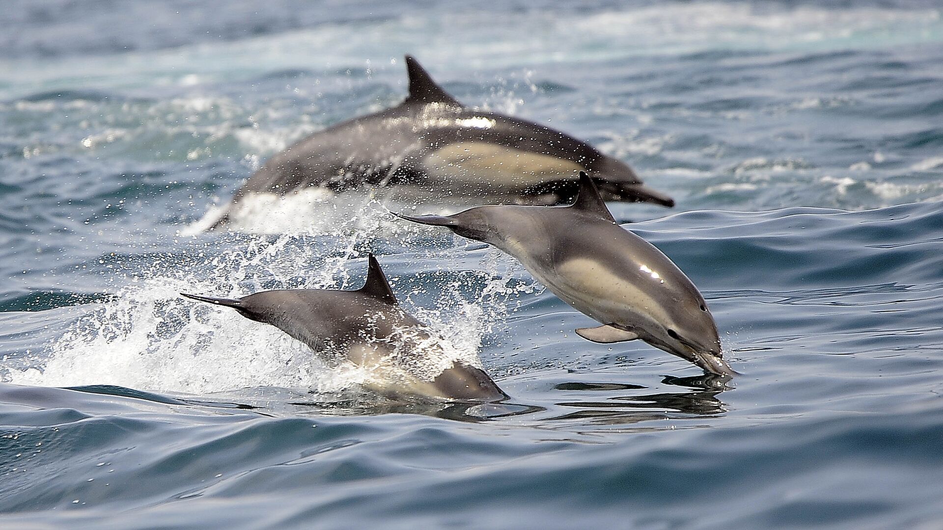 Дельфины в Тихом океане недалеко от Лонг-Бич, Калифорния - РИА Новости, 1920, 03.09.2021