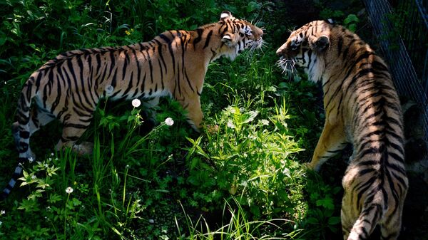 Амурские тигры Амур и Уссури во время Медовой недели в Приморском сафари-парке. Архивное фото