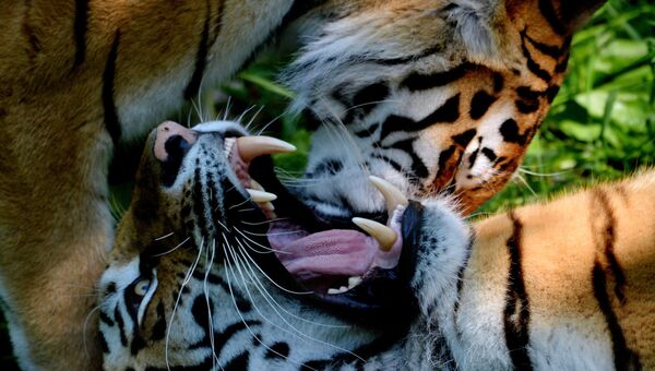 Амурские тигры. Архивное фото