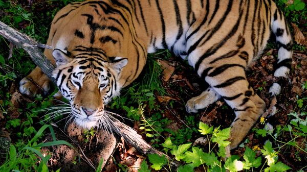 Амурская тигрица. Архивное фото