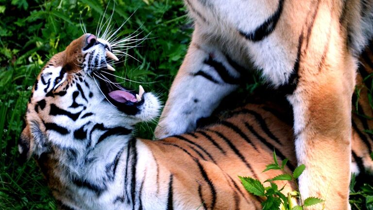 Амурские тигры Амур и Уссури во время Медовой недели в Приморском сафари-парке