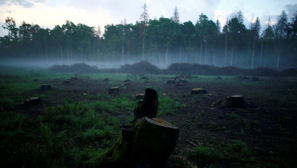 Беловежская пуща, последний девственный лес в Европе, Польша. Архивное фото