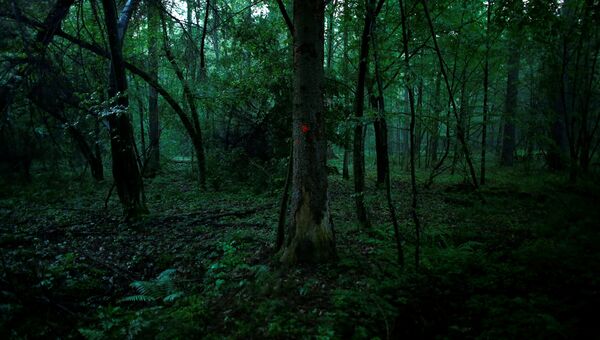 Беловежская пуща, последний девственный лес в Европе, Польша