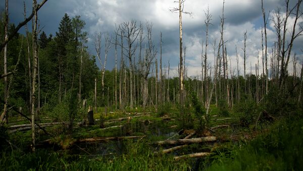 Беловежская пуща, последний девственный лес в Европе, Польша