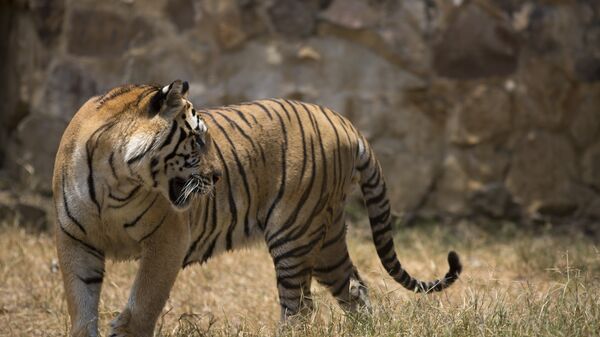 Бенгальский тигр. Архивное фото