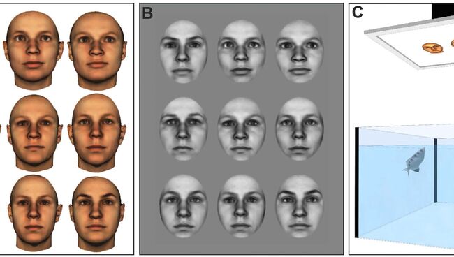 Рыбки-брызгуны умеют различать лица людей