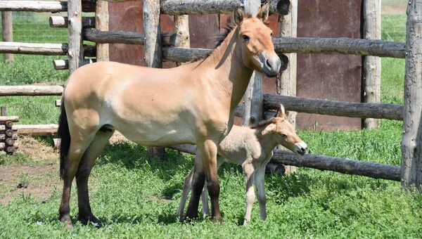Жеребенок лошади Пржевальского. Архивное фото