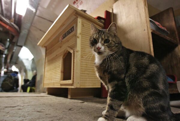 Кот возле нового дома в подвале Эрмитажа