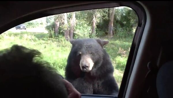 Медведь едва не забрался в машину