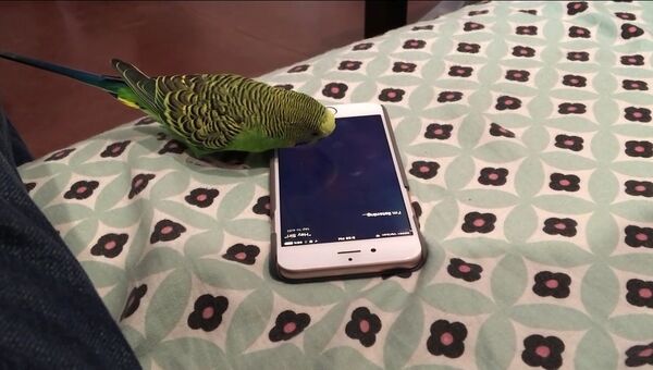 Попугай общается с Siri