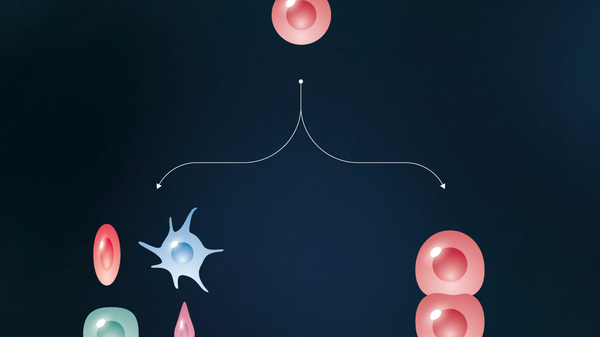 Особенности плюрипотентных стволовых клеток