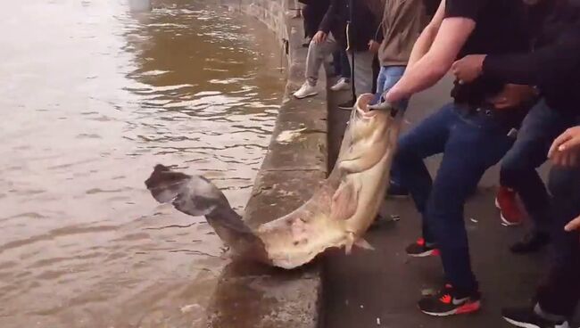 В центре Парижа поймали сома-гиганта. Архивное фото