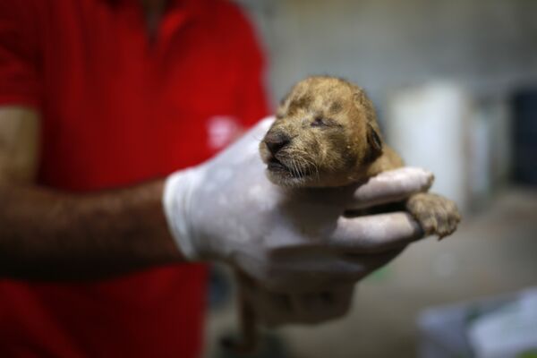 Новорожденный львенок в зоопарке Бейт-Лахии
