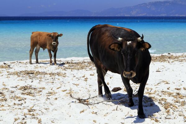 Коровы на пляже в Портиччо