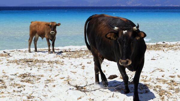 Коровы на пляже в Корсике