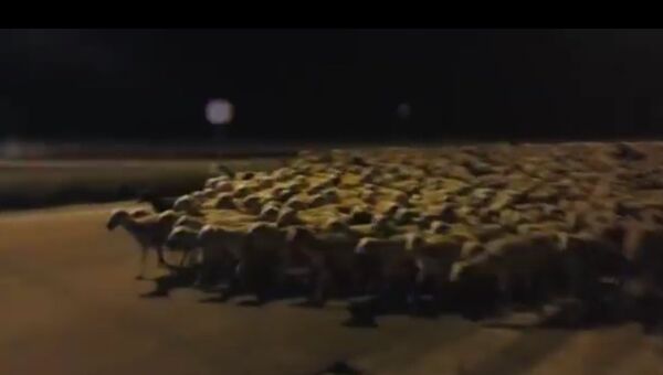 Пастух засыпает, просыпаются овцы. Кадр из видео.