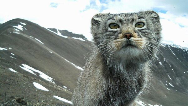 Дикого кота манула сфотографировали в горах Алтая