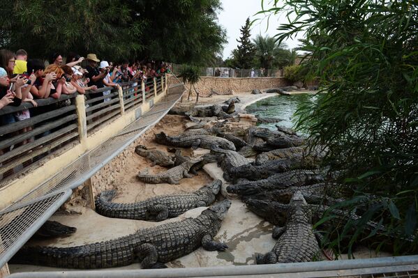 Посетители у вольера с крокодилами на крокодиловой ферме в городе Хумт-Сук на острове Джерба в Тунисе
