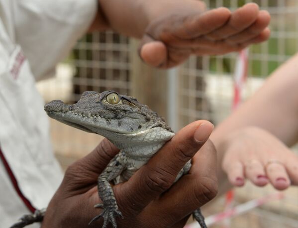 Турист держит детеныша крокодила на крокодиловой ферме в городе Хумт-Сук на острове Джерба в Тунисе
