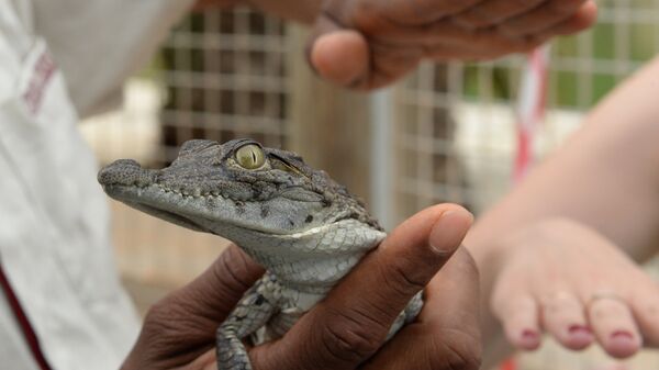 Турист держит детеныша крокодила на крокодиловой ферме. Архивное фото