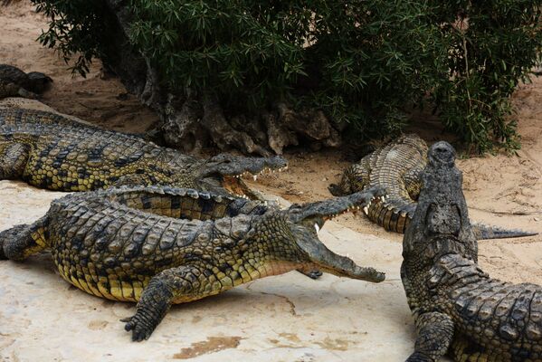 Крокодиловая ферма в городе Хумт-Сук на острове Джерба в Тунисе