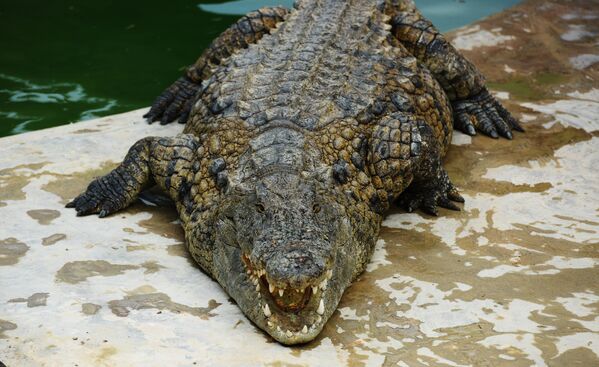 Крокодиловая ферма в городе Хумт-Сук на острове Джерба в Тунисе