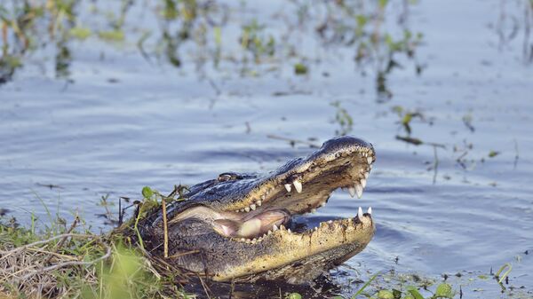 Дикий аллигатор во Флориде