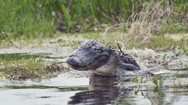 Дикий аллигатор во Флориде. Архивное фото