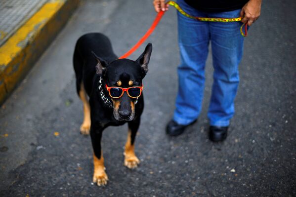 Собака на улице в Каракасе, Венесуэла