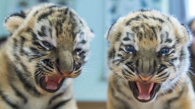 Амурские тигрята