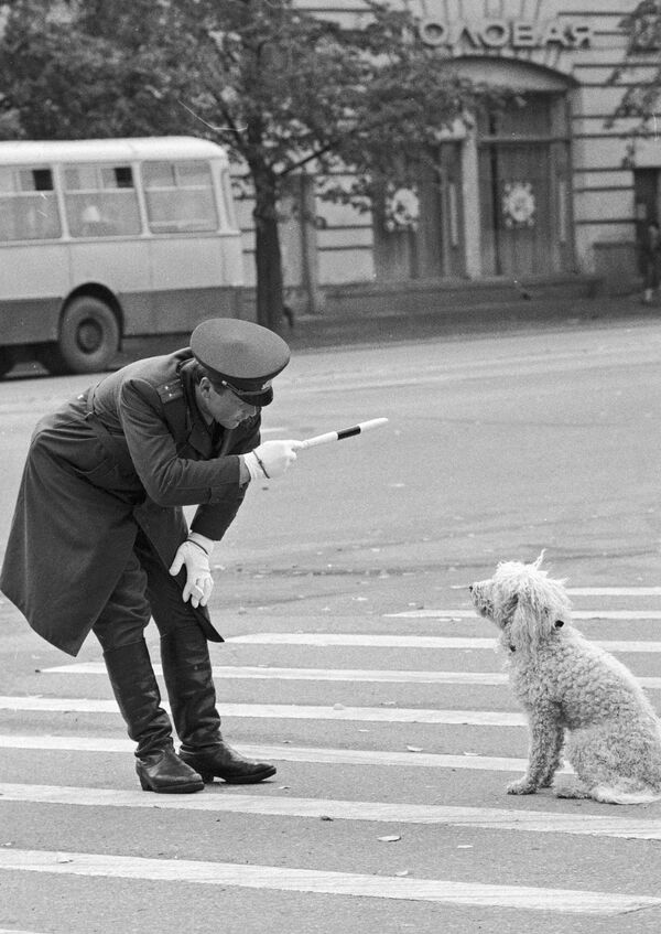 Инспектор ГАИ объясняет собаке правила