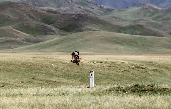Курганник в национальном парке Алтын-Эмель, Казахстан