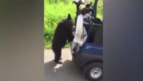 Медведь пришел к гольфистам. Кадр из видео.