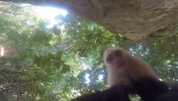 От первого лица: обезьянки украли камеру
