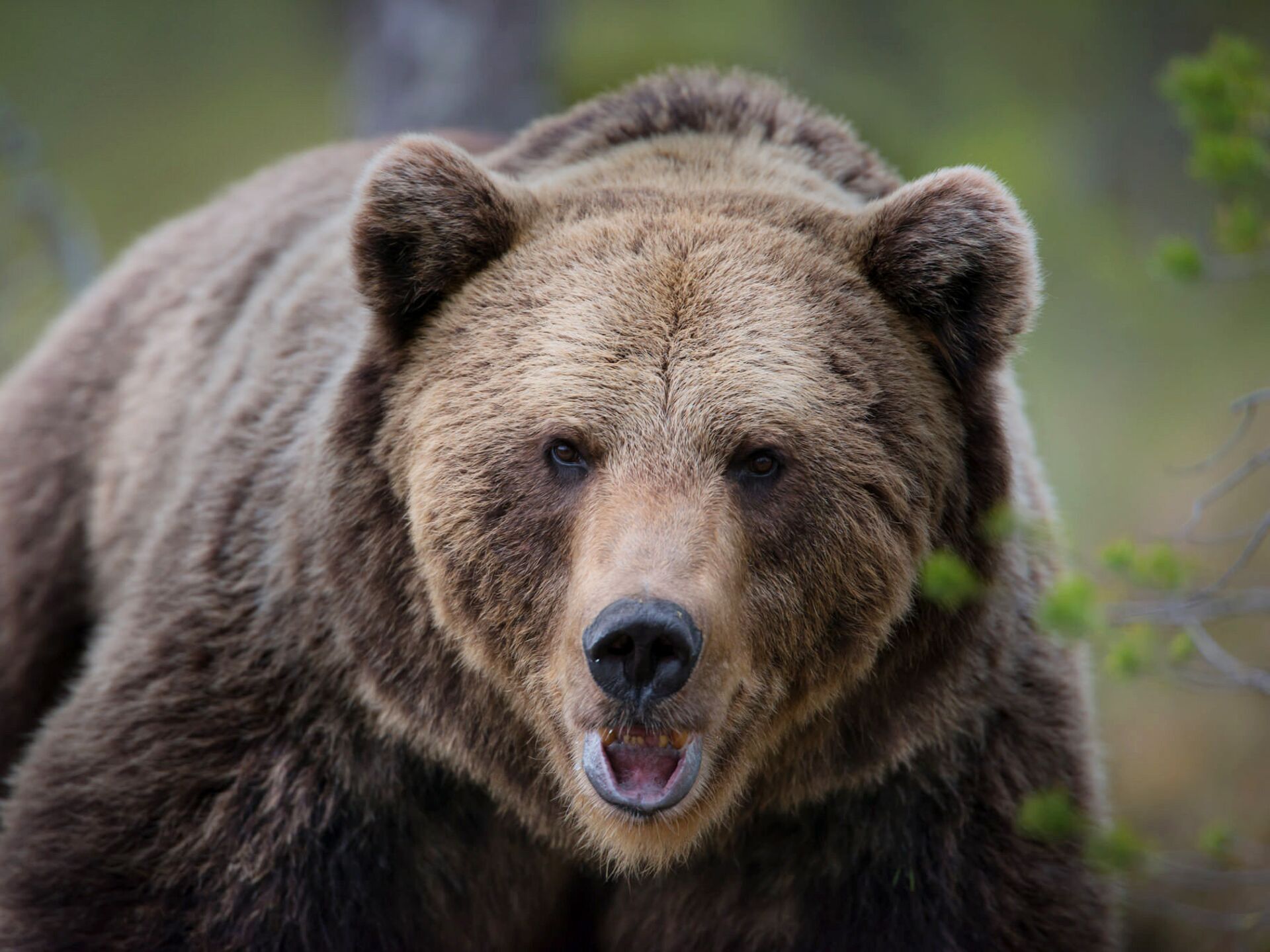 Когда просыпаются бурые медведи — в России и на Ямале
