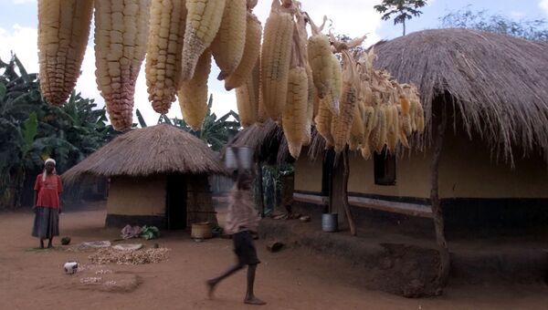 Початки кукурузы возле одного из домов в селе в селе Масула, Малави