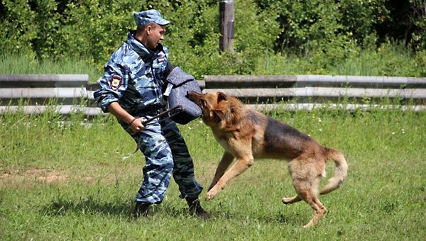 Обучение служебных собак в МВД РФ