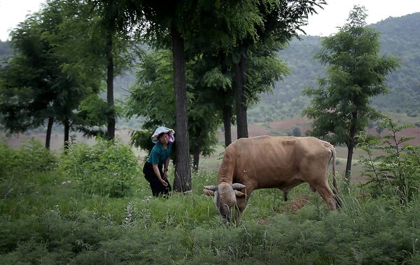 Женщина выгуливает корову в провинции Северный Хванхэ, Северная Корея