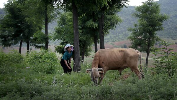 Женщина выгуливает корову в провинции Северный Хванхэ, Северная Корея