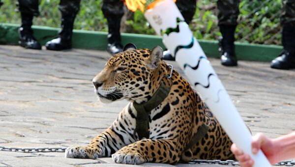 Ягуар по кличке Жума принимает участие в эстафете олимпийского огня в городе Манаус, Бразилия