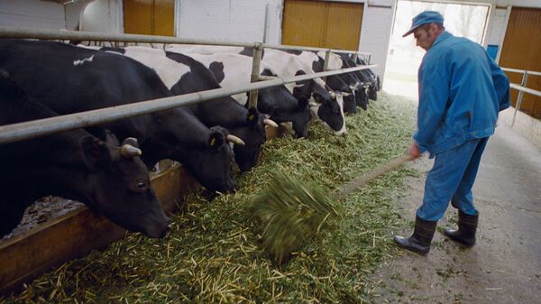 Комплекс по производству молока в Витебской области, Белоруссия. Архивное фото