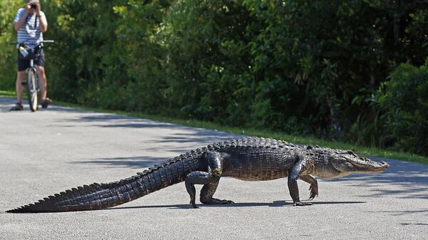 Дикий аллигатор во Флориде. Архивное фото