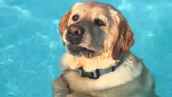 Пес в бассейне