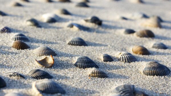 Раковины моллюсков на морском побережье