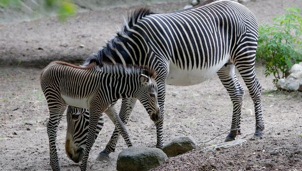Детеныш зебры со своей матерью. Архивное фото