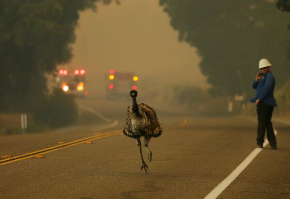 Эму покидает зону лесного пожара в Калифорнии, США