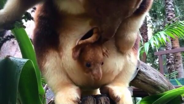 Новорожденный древесный кенгуру