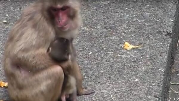 Мама-обезьяна играет с малышом