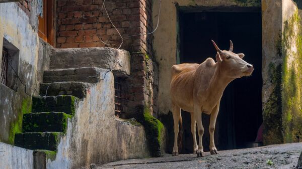 Корова в городе Ришикеш, Индия. Архивное фото