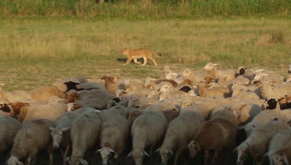 Львица-пастух, или Как Машка охраняет овец на ферме в Дагестане